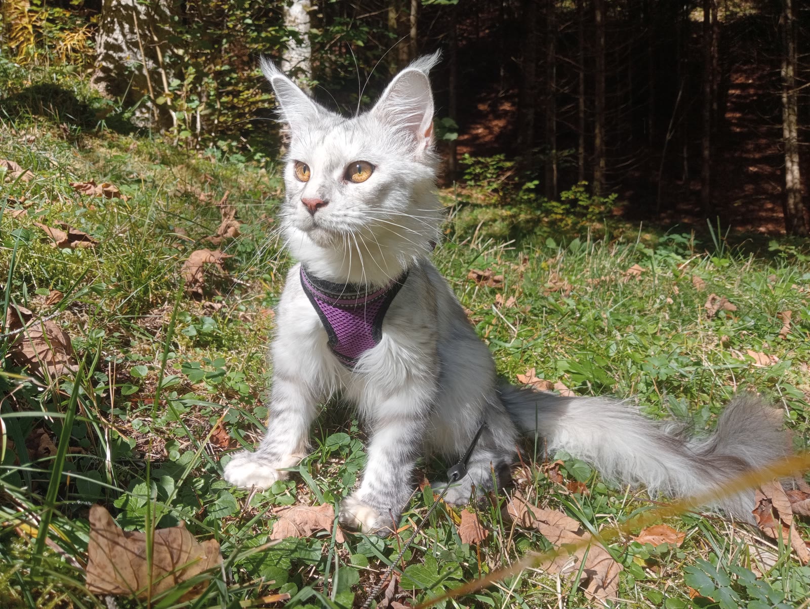 Entity — foundation female