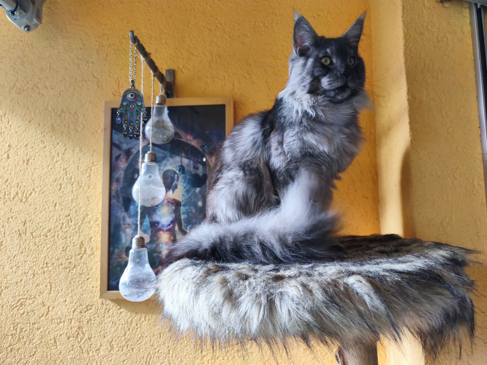 A Maine Coon by the window with plants