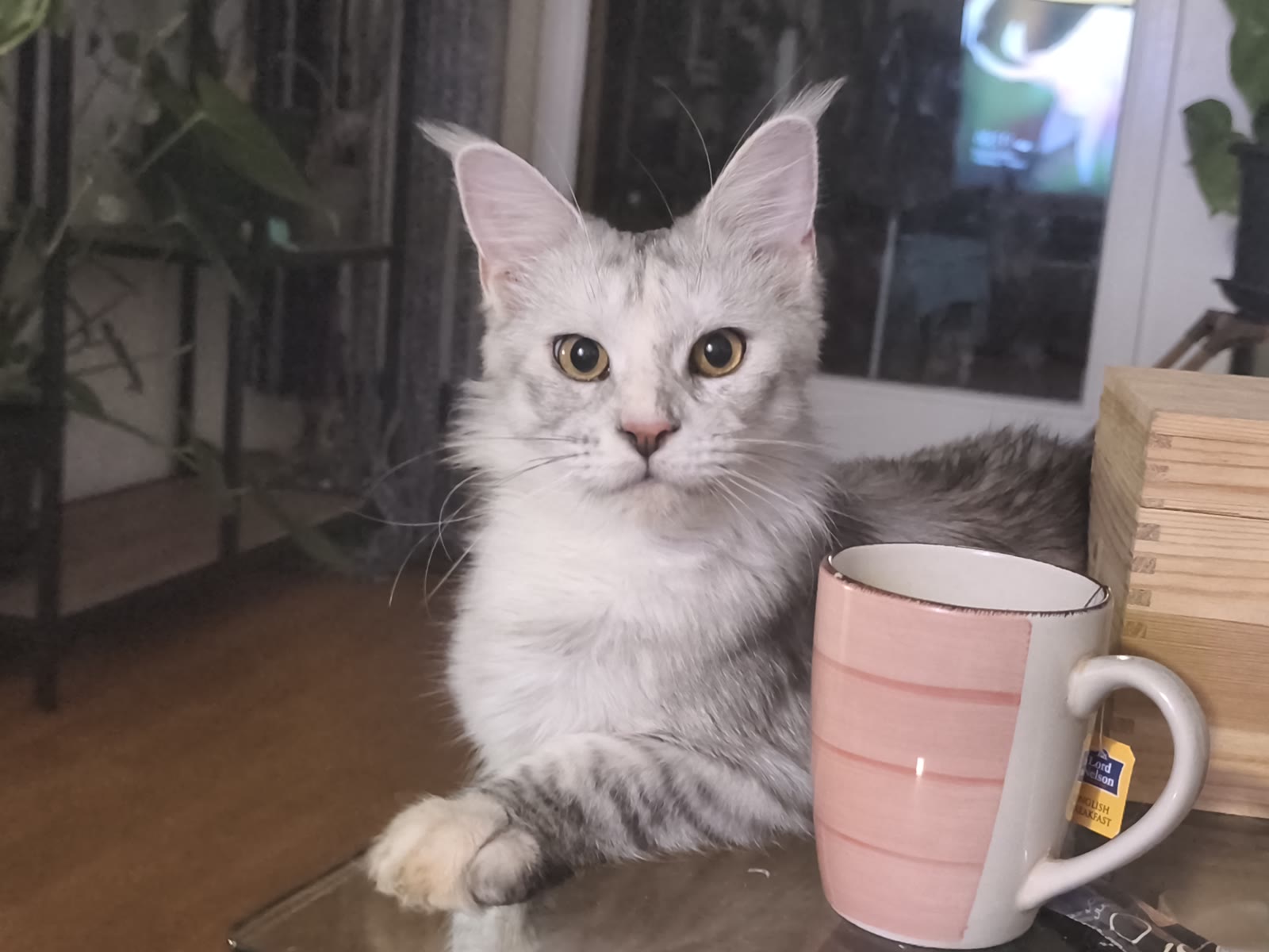 A silver kitten beside a mug