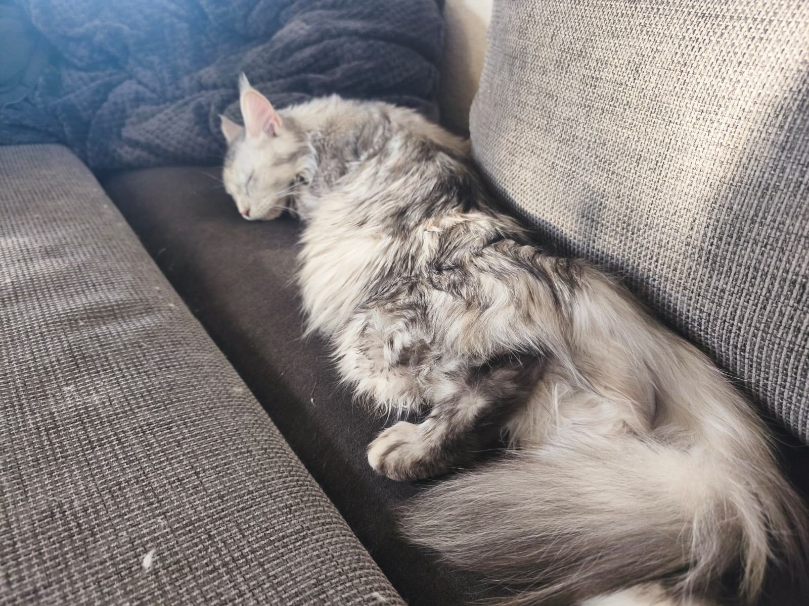 A Maine Coon lounging at home