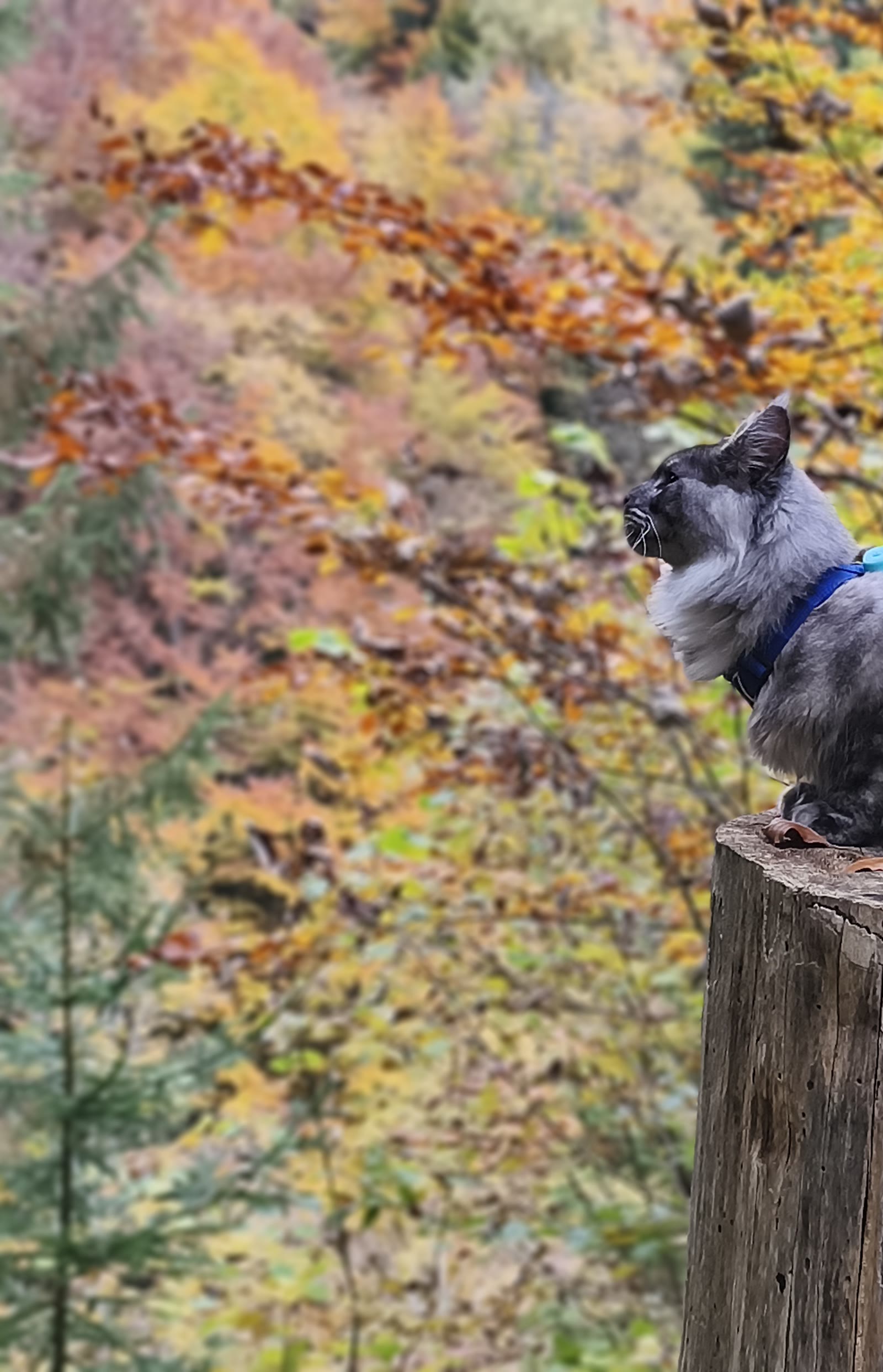 A Shaman's Legacy Maine Coon in the Swiss Alps