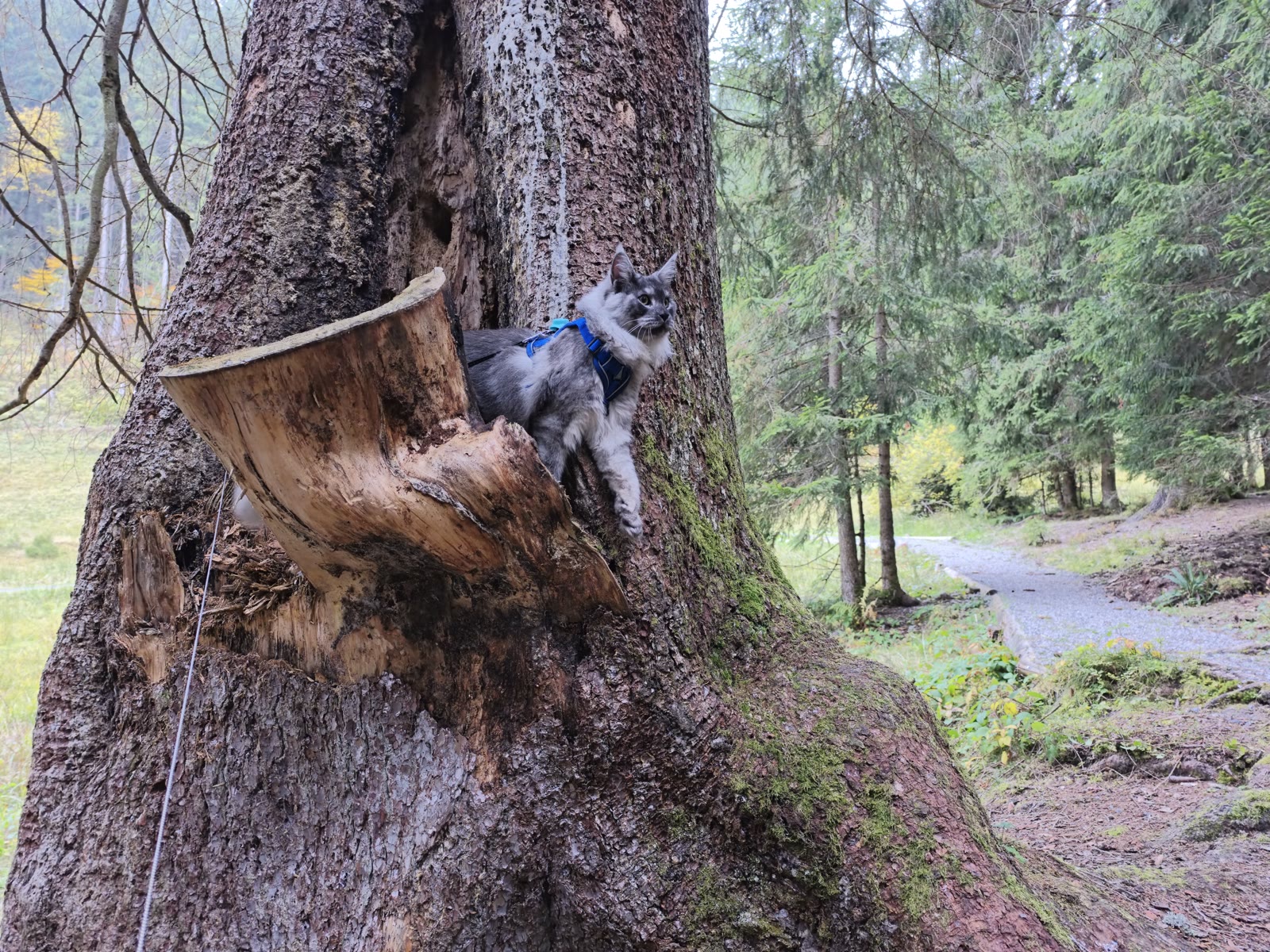 Shaman exploring the forest