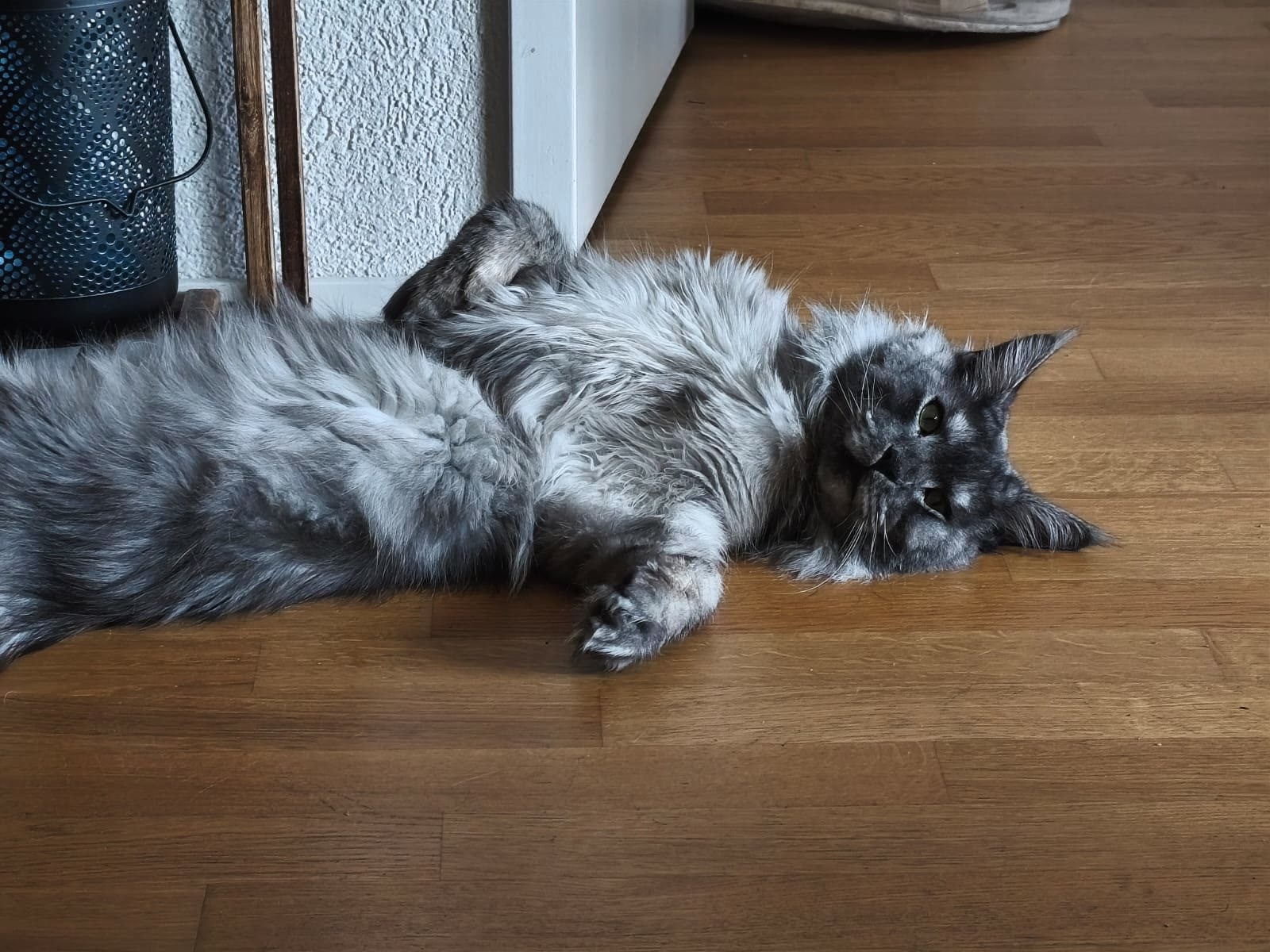 A Maine Coon stretched out, showing its size
